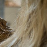 motorostura-australia-reptile motorostura-australia-reptile